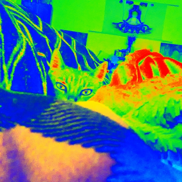 Meet your Posher, Bee 🐝 - Picture 3 of 7